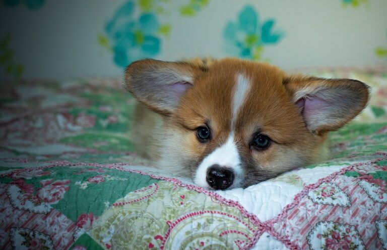 99exch Review: In‑Depth Analysis of India’s Emerging Crypto Exchange Platform